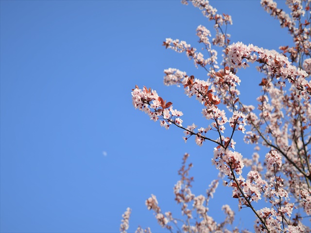ミラノの桜